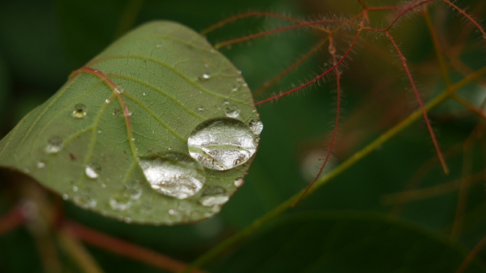 雨水节气大雨的绿叶无水印电脑桌面高清壁纸图片