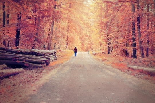 深秋火红色树林落叶道路行走人物背影