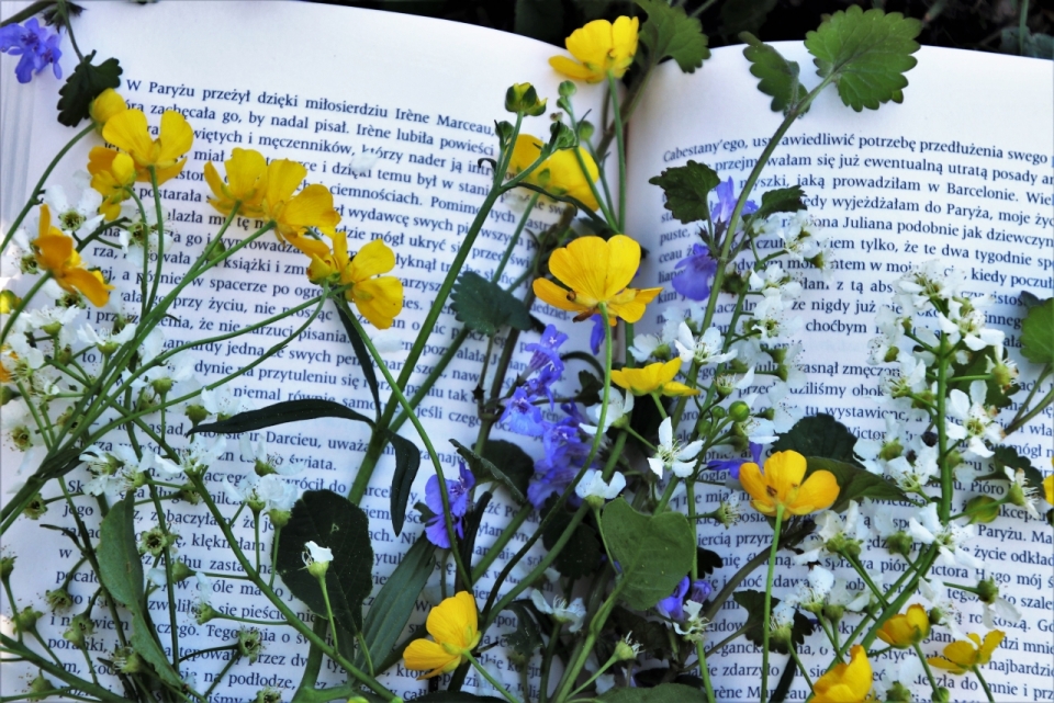 户外文艺书本黄色紫色花朵自然植物