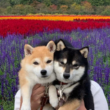 微笑狗狗柴犬写真图片