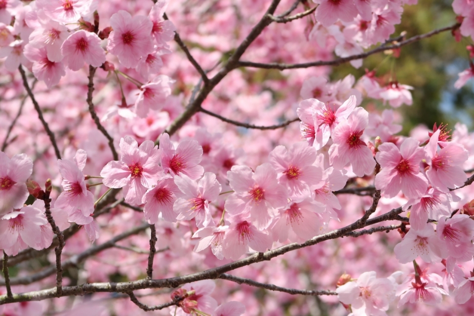 阳光户外自然清新浪漫粉色花朵樱花树