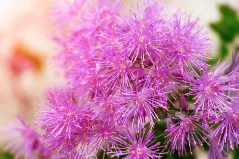 唯美风格紫色花朵室内盆栽植物微距