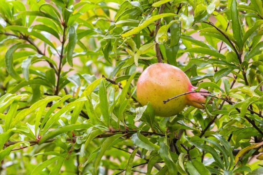 户外自然树木绿色树叶树枝上青涩石榴果实