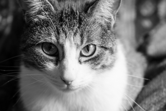 黑白室内虚化背景可爱宠物猫