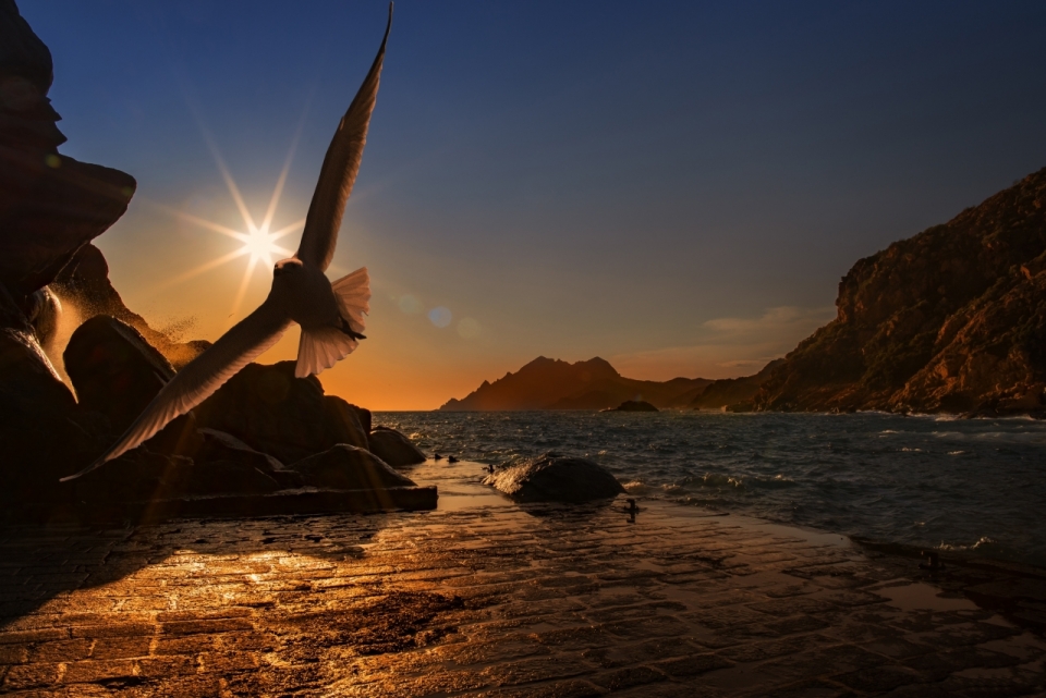 海边逆光飞翔的海鸥唯美风光