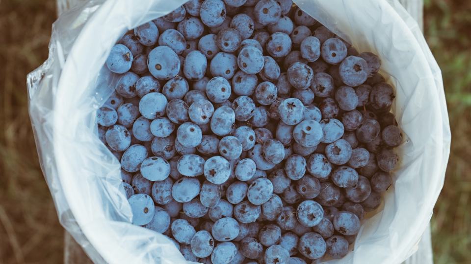 蓝莓高清桌面壁纸