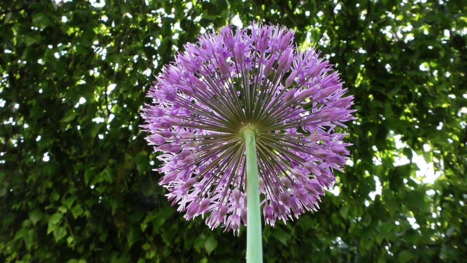 户外自然紫色花朵绿色枝干植物