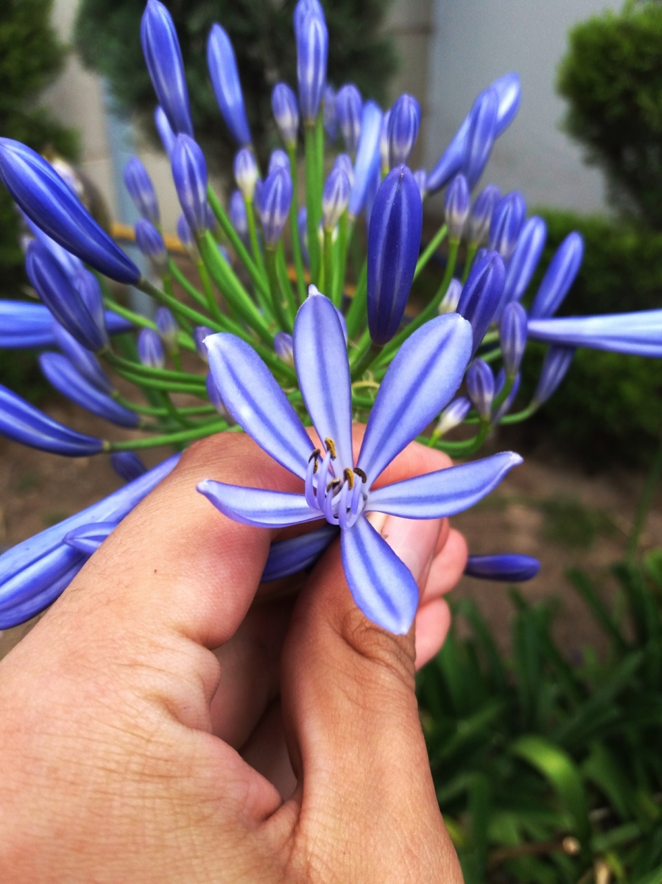 草堆旁蓝色花瓣植物近景拍摄