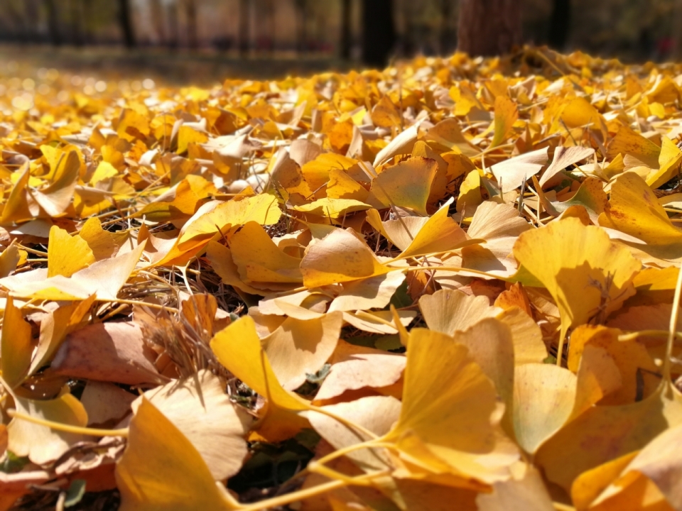 秋天脱落满地的金色银杏树叶