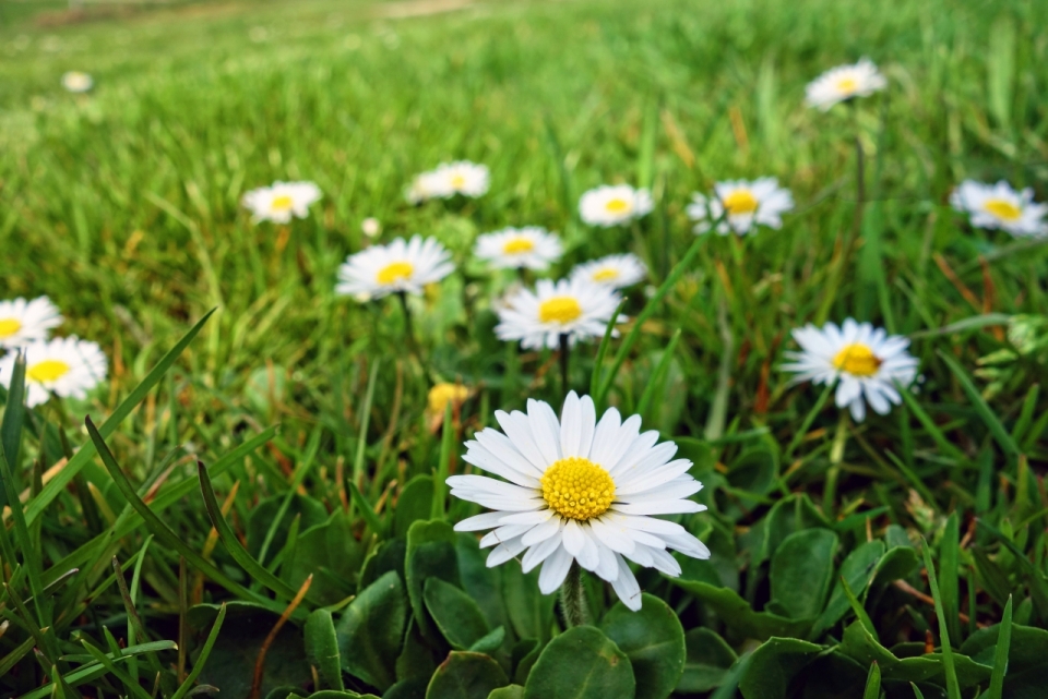 绿色自然草坪小清新白色花朵植物