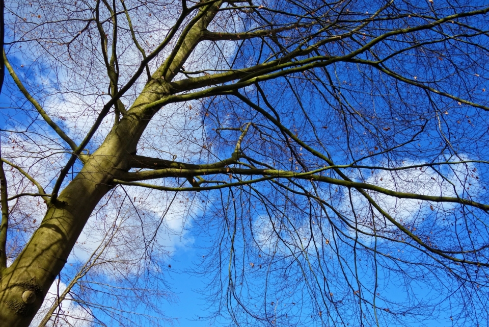 蓝天白云自然树木复杂树枝