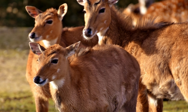 傍晚阳光自然户外野生梅花鹿动物