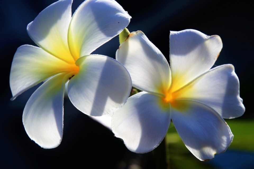 阳光中白色花朵缅栀花植物