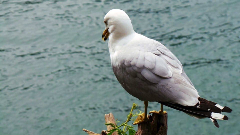 湖岸木桩上白色飞鸟背影摄影