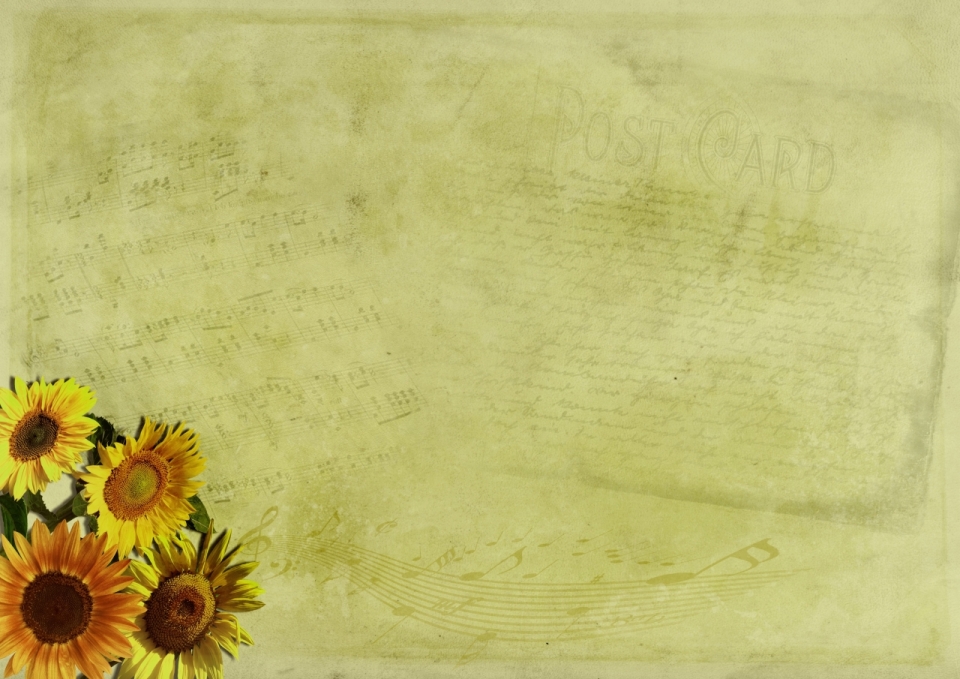 盛开的菊花放在复古色乐谱纸上。