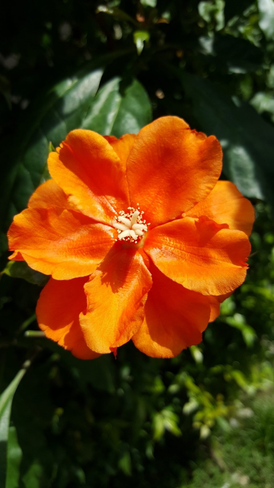 微距摄影_户外阳光中橙色花朵绿色叶子自然植物