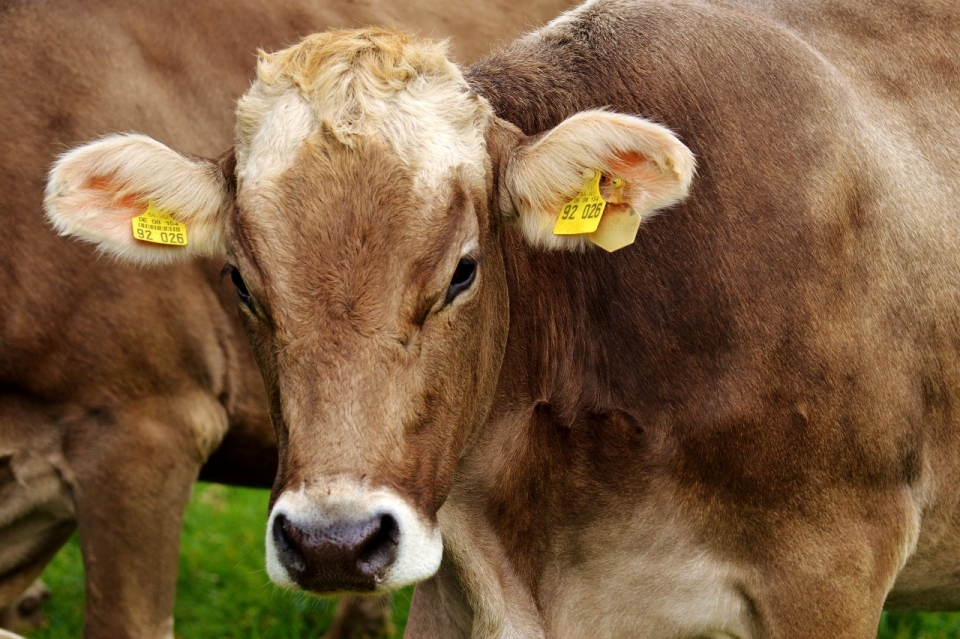 一只耳朵上被打上标签的牛面部特写