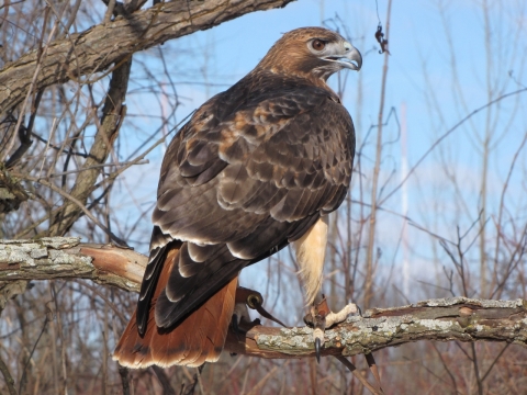 树木枝干上老鹰背影摄影