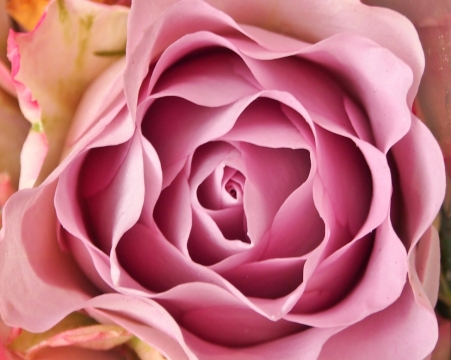 微距摄影_粉色花瓣花朵自然浪漫玫瑰植物