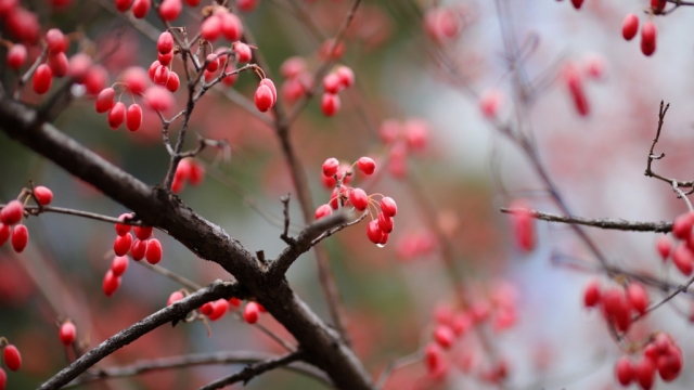 唯美植物山茱萸高清桌面壁纸