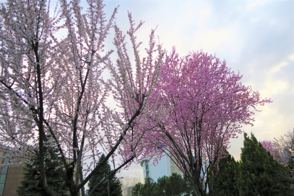 公园街边粉色樱花树优美风景