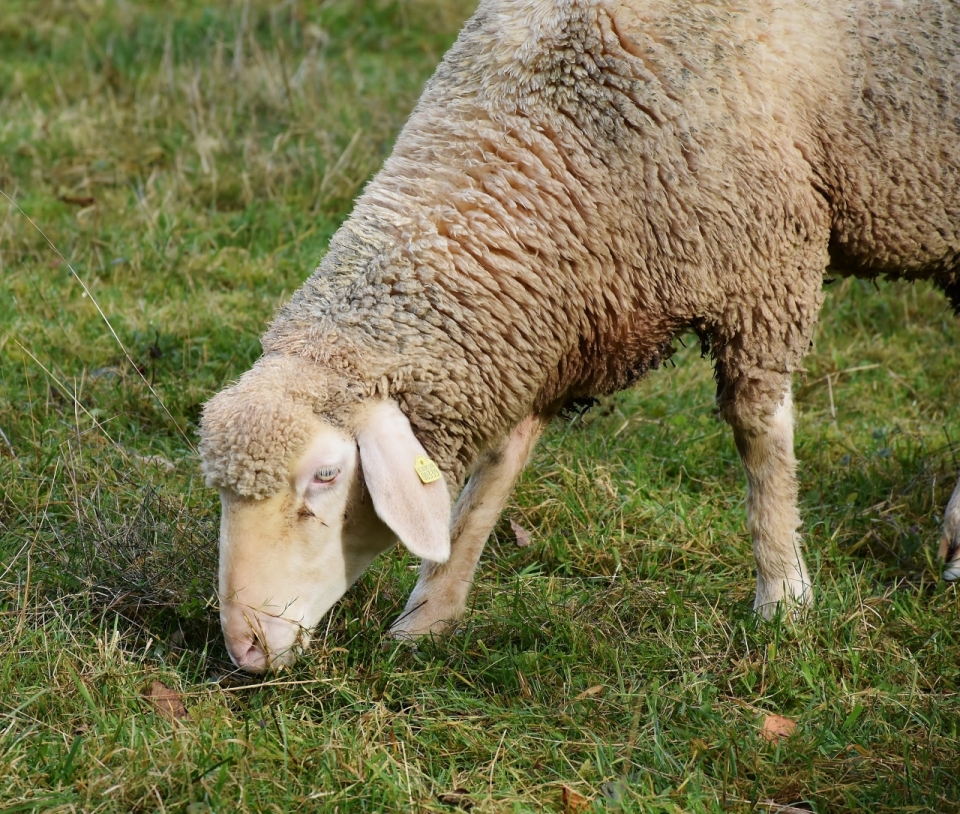 在绿色草地上吃草的绵羊动物摄影