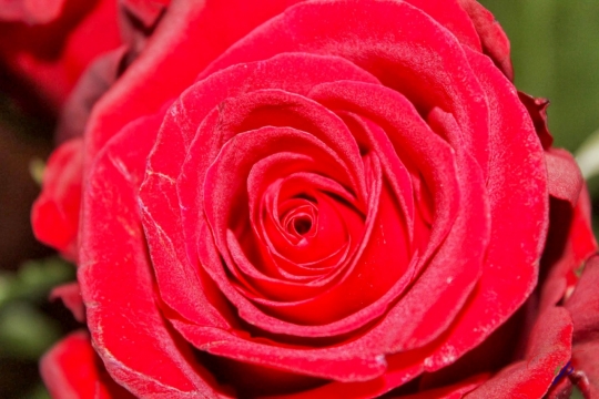 虚化背景户外浪漫红色花朵玫瑰自然植物