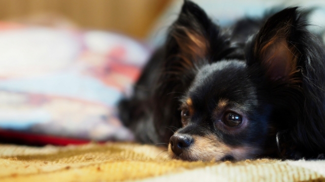 可爱小狗吉娃娃图片电脑桌面壁纸