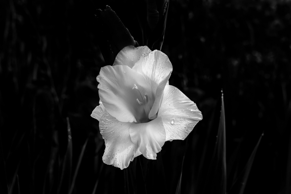 黑暗中带露水的白色花朵特写