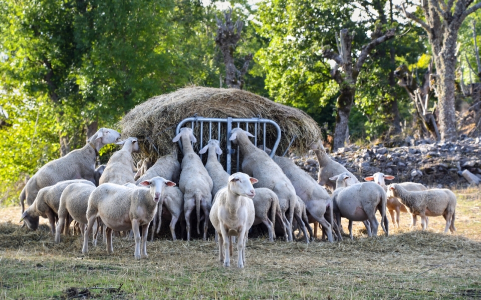 农场散养绵羊喂食饲料户外阳光特写