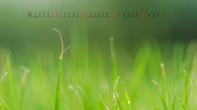 2021年6月清新绿色护眼高清日历壁纸