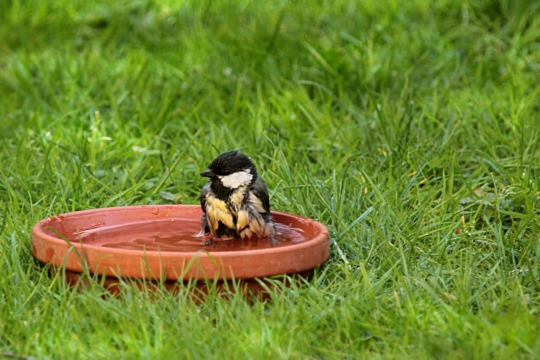 自然绿色草坪花盆中野生鸟类动物