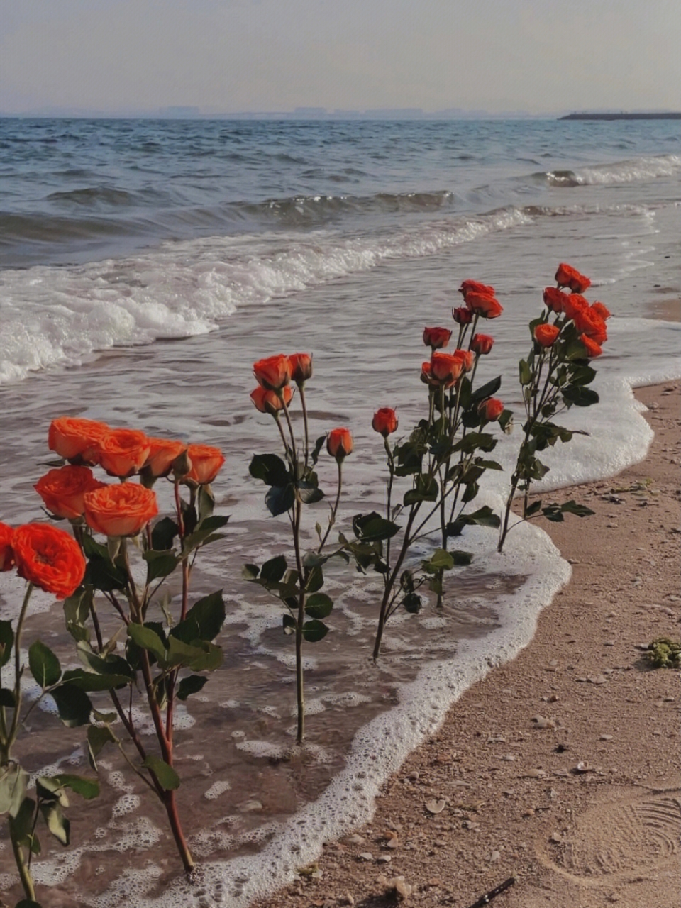 唯美系海边玫瑰花写真