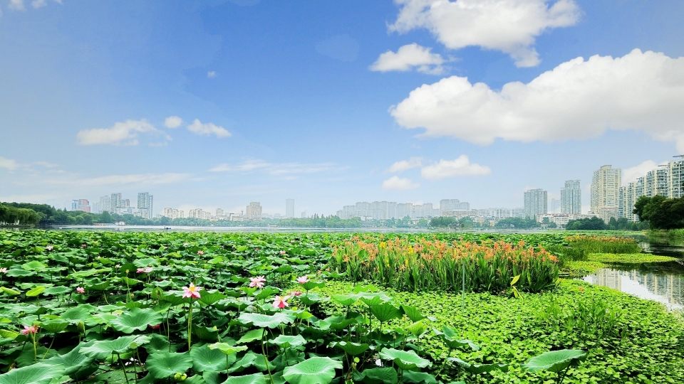 清新绿色护眼荷花高清桌面壁纸