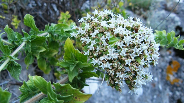 绿色植物清新护眼高清桌面壁纸