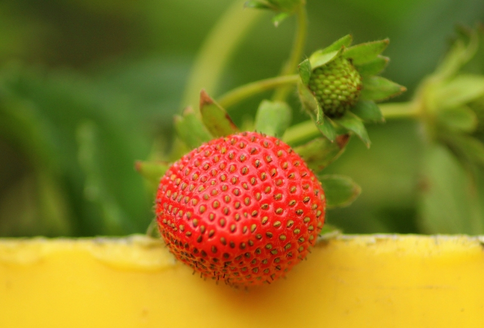 户外绿色枝蔓上新鲜美味健康红色草莓果实