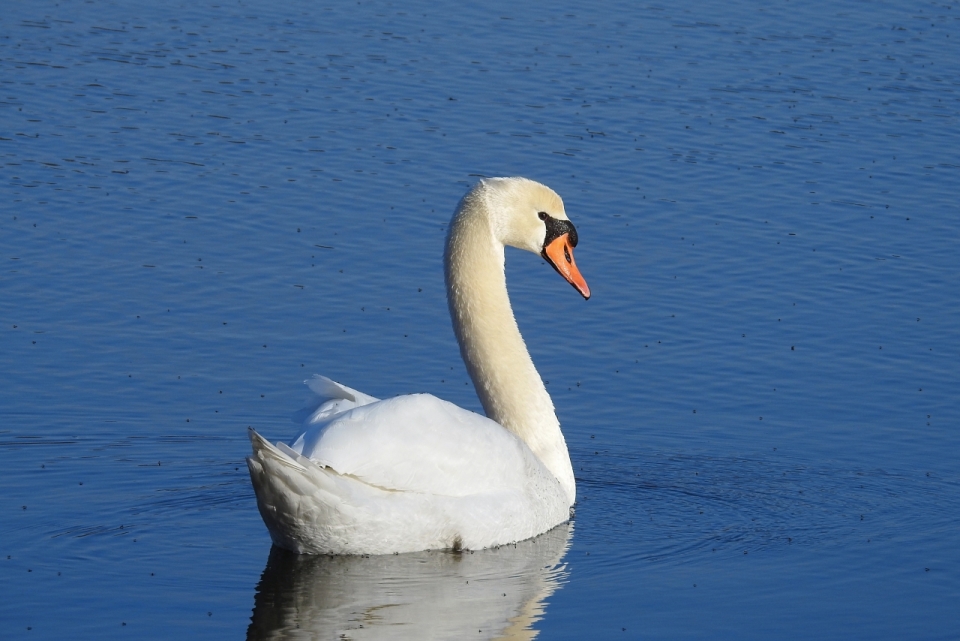 蓝色自然湖泊游泳白色优雅天鹅动物