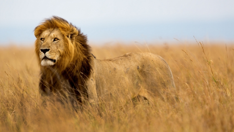 草原上凶猛的狮子自然风光优美风景桌面壁纸