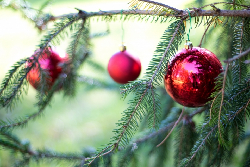 绿色圣诞松树上挂着的红球特写