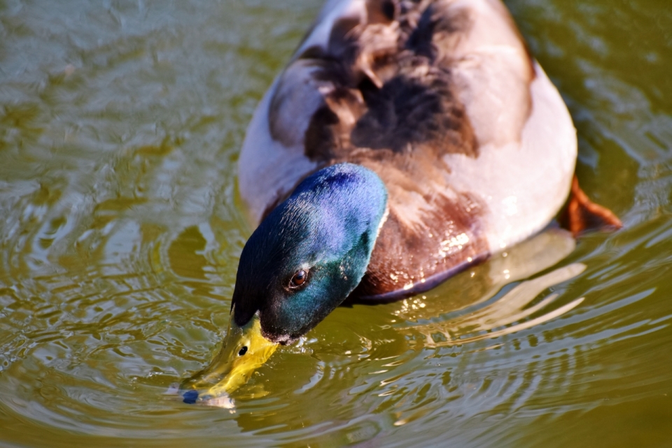 池塘生活小野鸭可爱身型外观