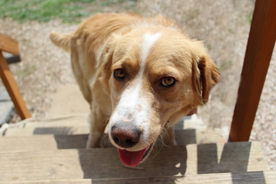 城市街道公园木制台阶上可爱宠物狗