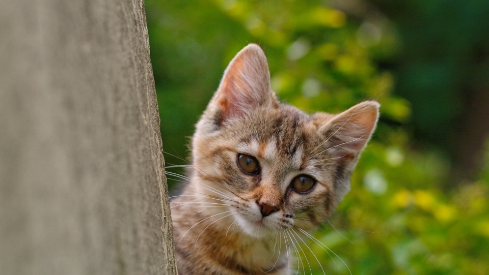 墙壁边伸着头观察猎物的可爱小猫