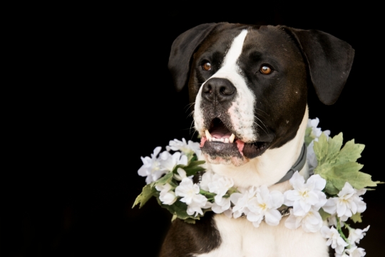黑色背景戴白色花环可爱黑白宠物狗