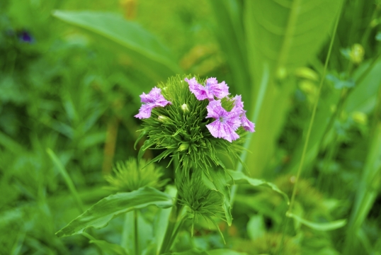 户外自然绿色叶子粉色花朵清新植物