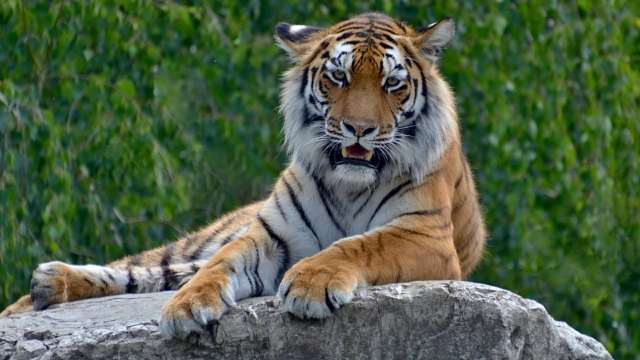 威风凛凛的老虎高清桌面壁纸