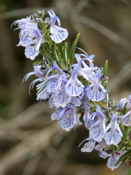 虚化背景户外自然紫色花朵植物