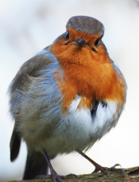 树枝上的知更鸟正面近距离高清摄影
