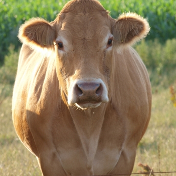 虚化背景户外阳光农场棕色牛动物