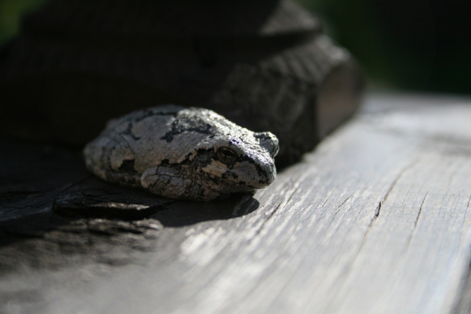 木质地面上灰色花纹青蛙摄影
