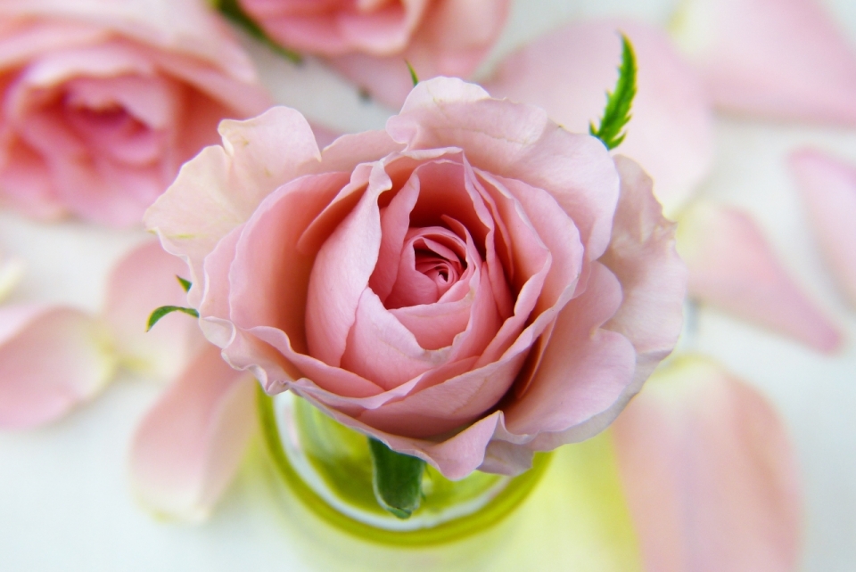 白色桌面自然粉色玫瑰花朵花瓣